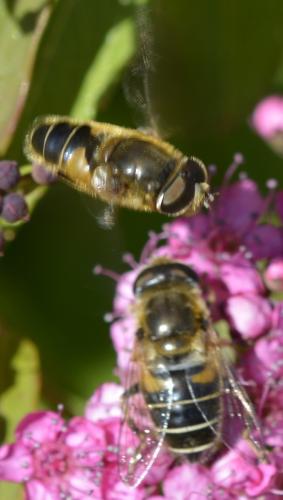 Eristalis nemorum